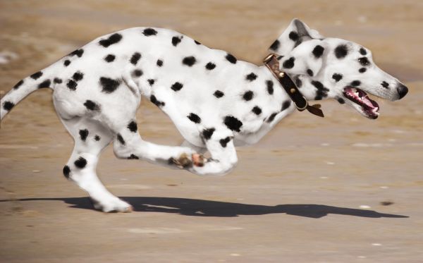 Weird Dalmation